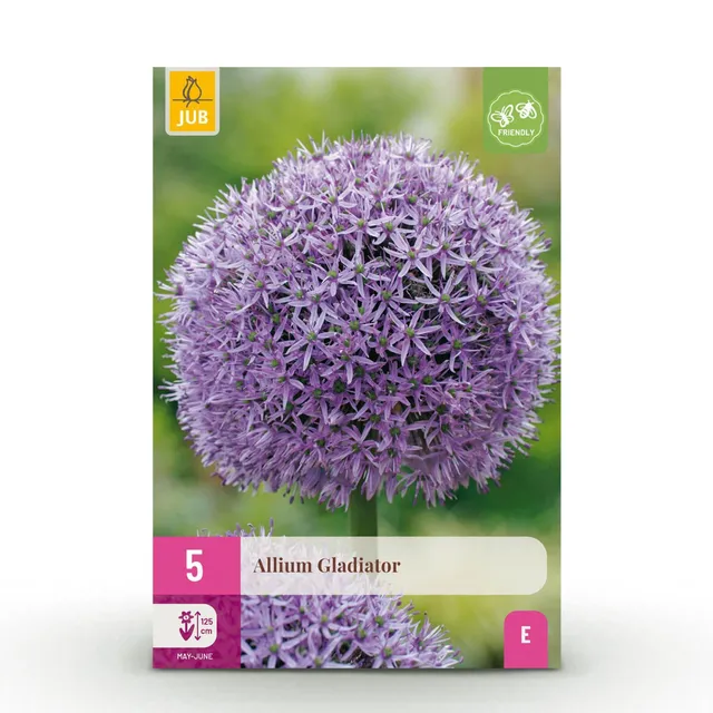 green-guardia-unsere-pflanzen-allium-gladiator-blumenzwiebeln-lila-5-st-ck image 1