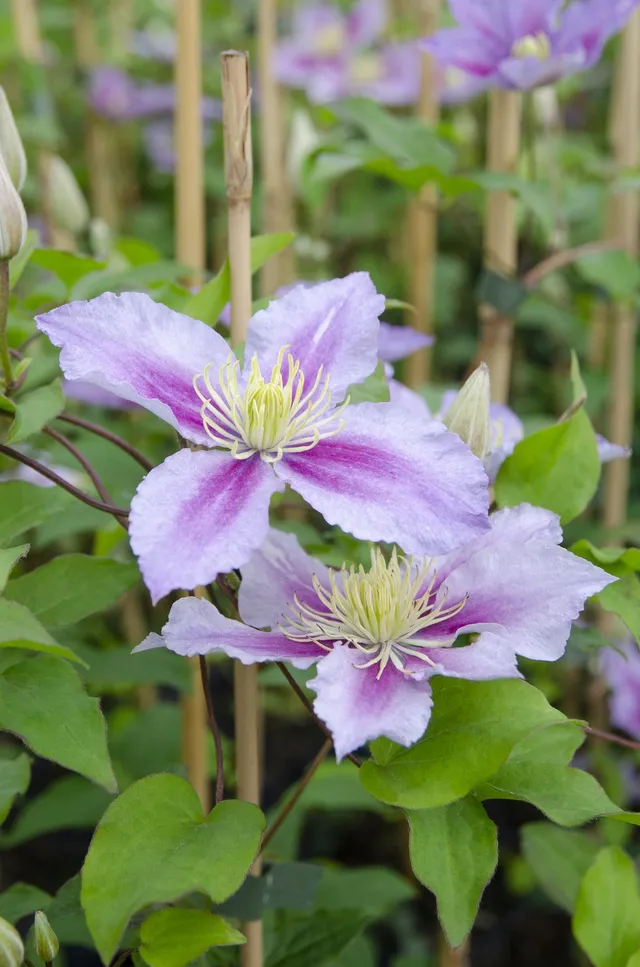 green-guardia-unsere-pflanzen-clematis-piilu-rosa-kletterpflanze-3x image 1