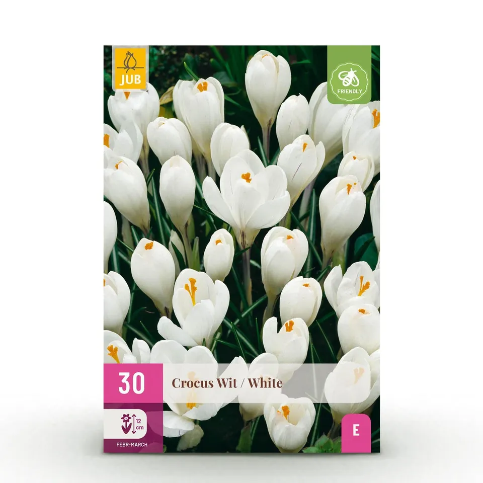 green-guardia-unsere-pflanzen-crocus-white-blumenzwiebeln-30-st-ck-wei image 1