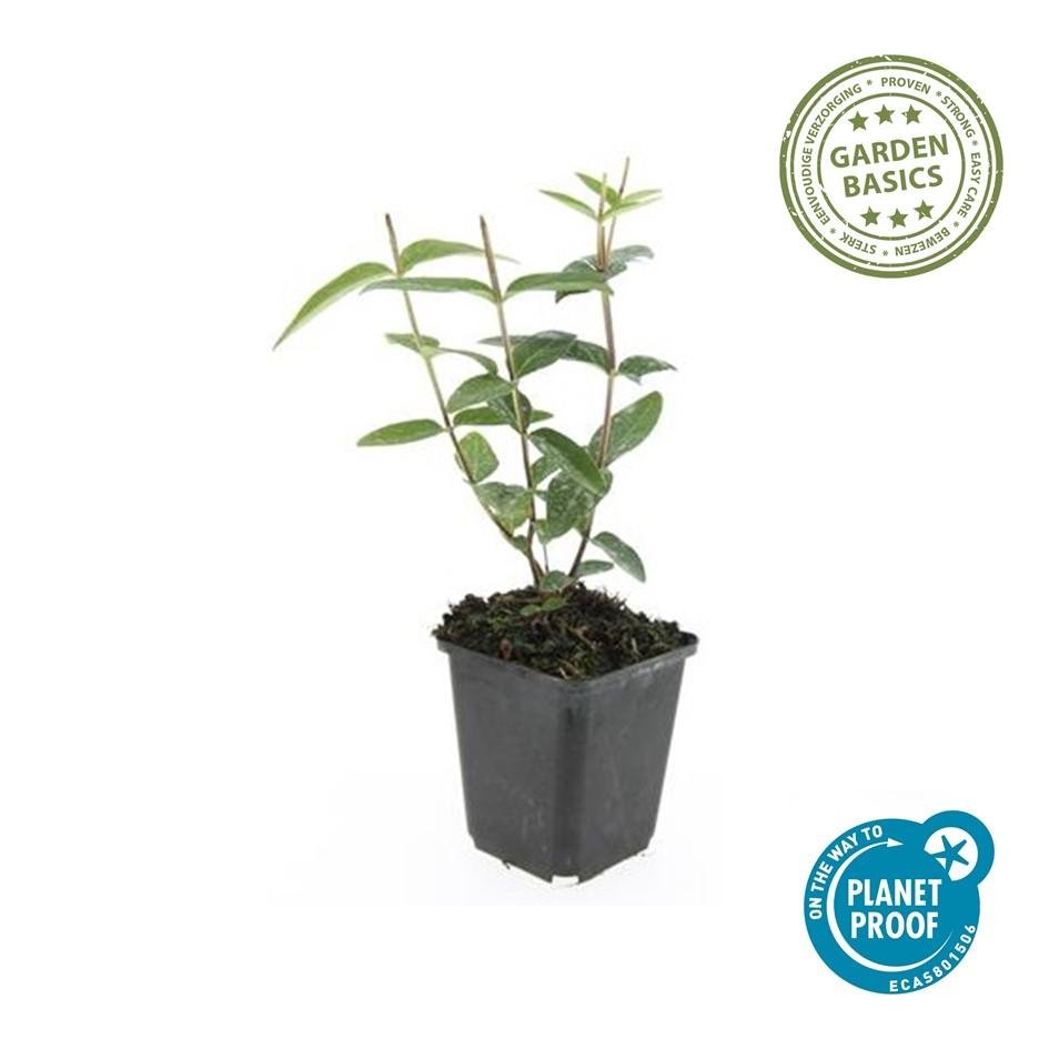 green-guardia-zier-johanniskraut-hypericum-9-cm-topf image 1