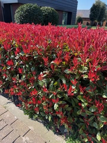 green-guardia-photinia-carr-rouge-glanzmispel-8-pflan-9cm image 3
