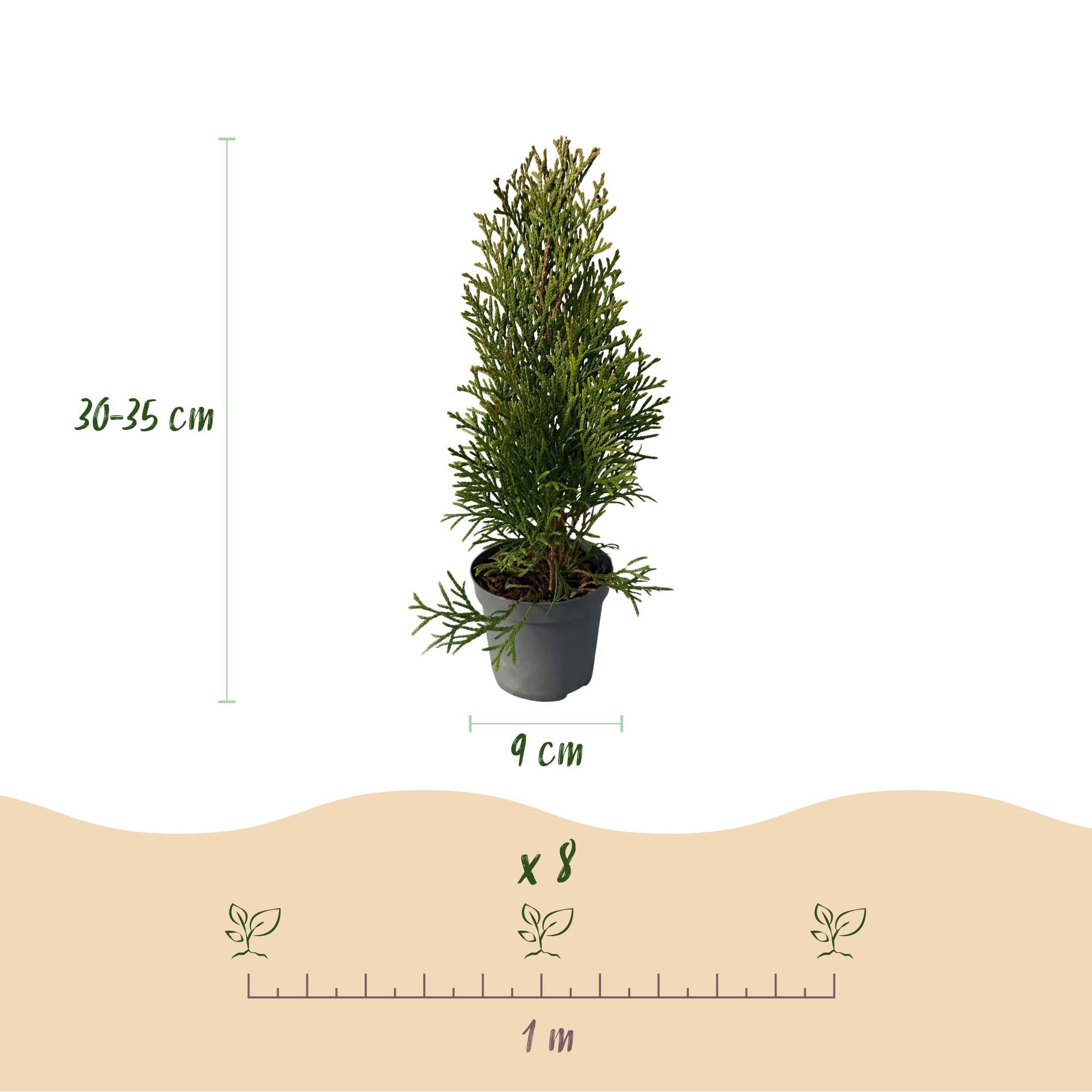 green-guardia-smaragd-thuja-heckenpflanze-8-pflanzen-immergr-n image 2