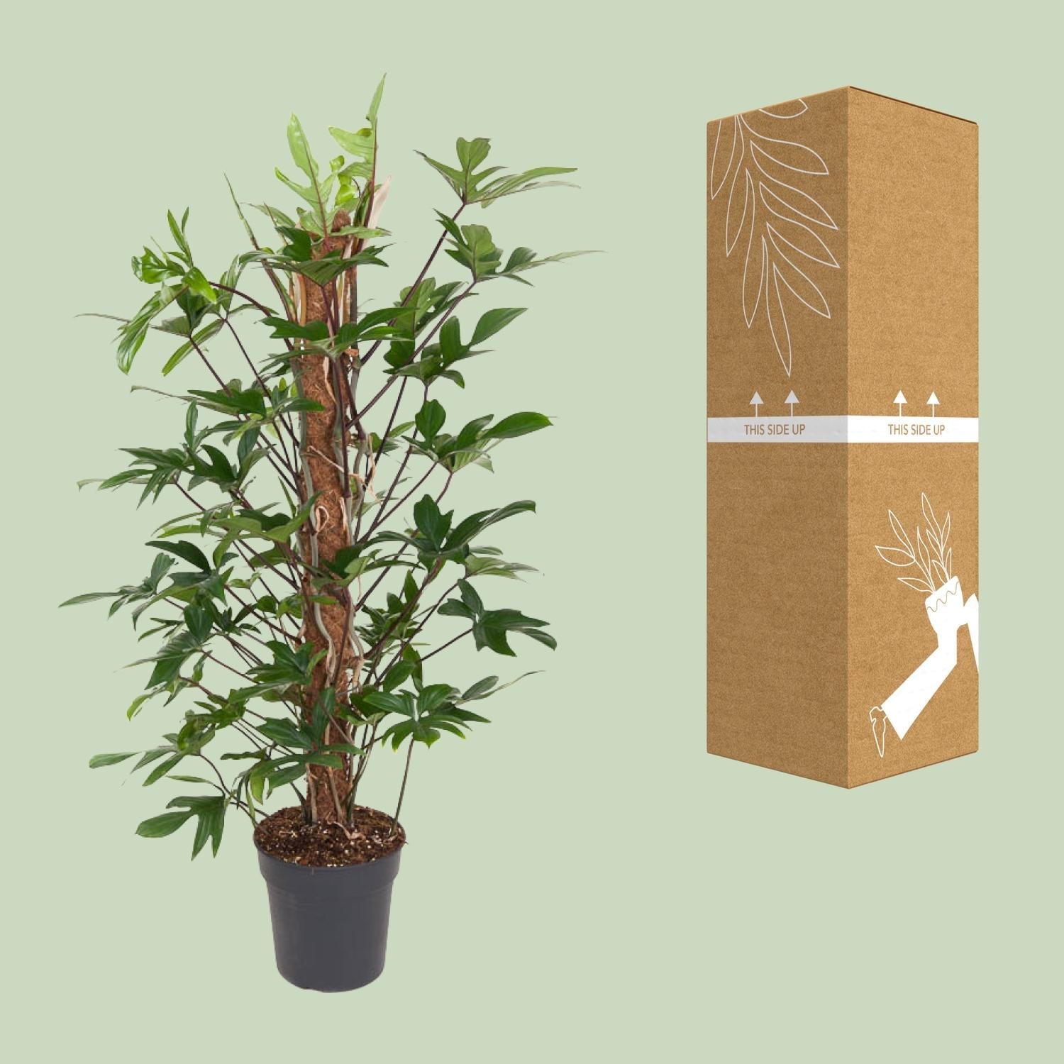 green-guardia-philodendron-pedatum-baumfreund-24-cm-topf image 3