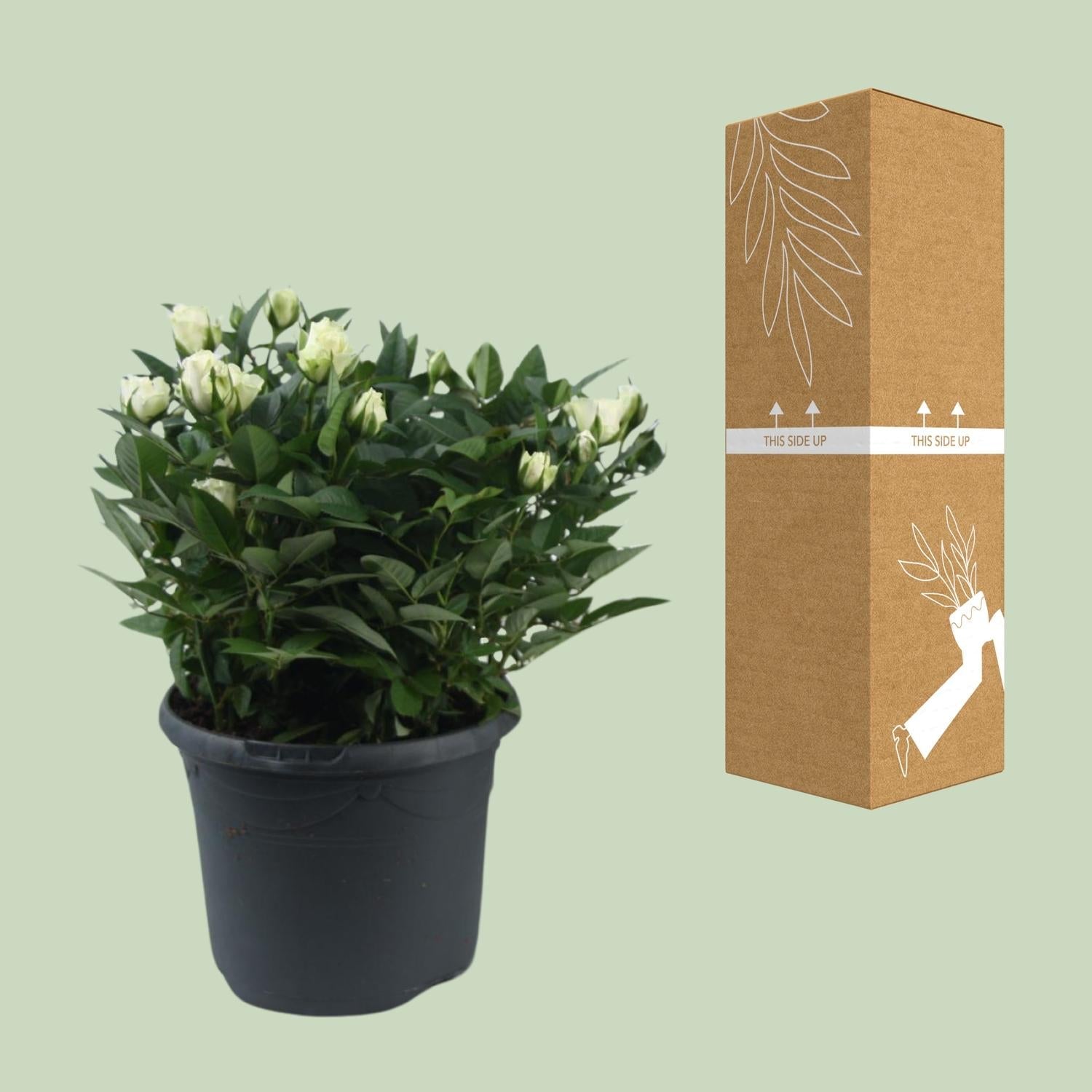 green-guardia-jewel-patio-white-beetrose-weiss-30-cm image 3