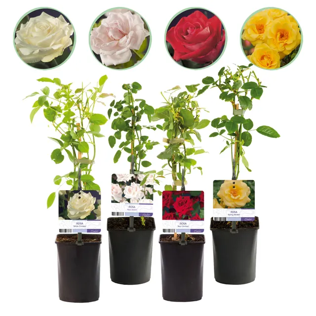 green-guardia-unsere-pflanzen-rosa-rainbow-kletterrose-mehrfarbig-4x-11cm image 1
