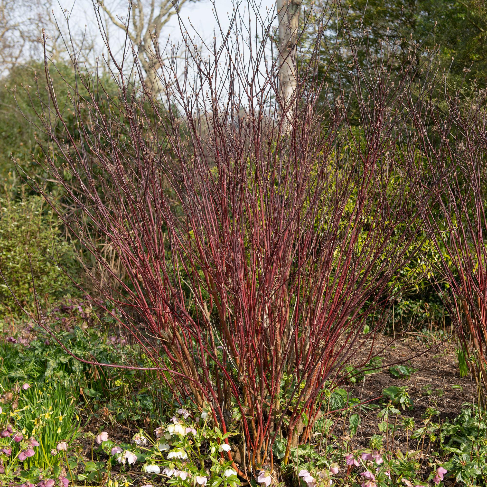 green-guardia-unsere-pflanzen-kesselringii-zierhartriegel-45-cm-violett image 3