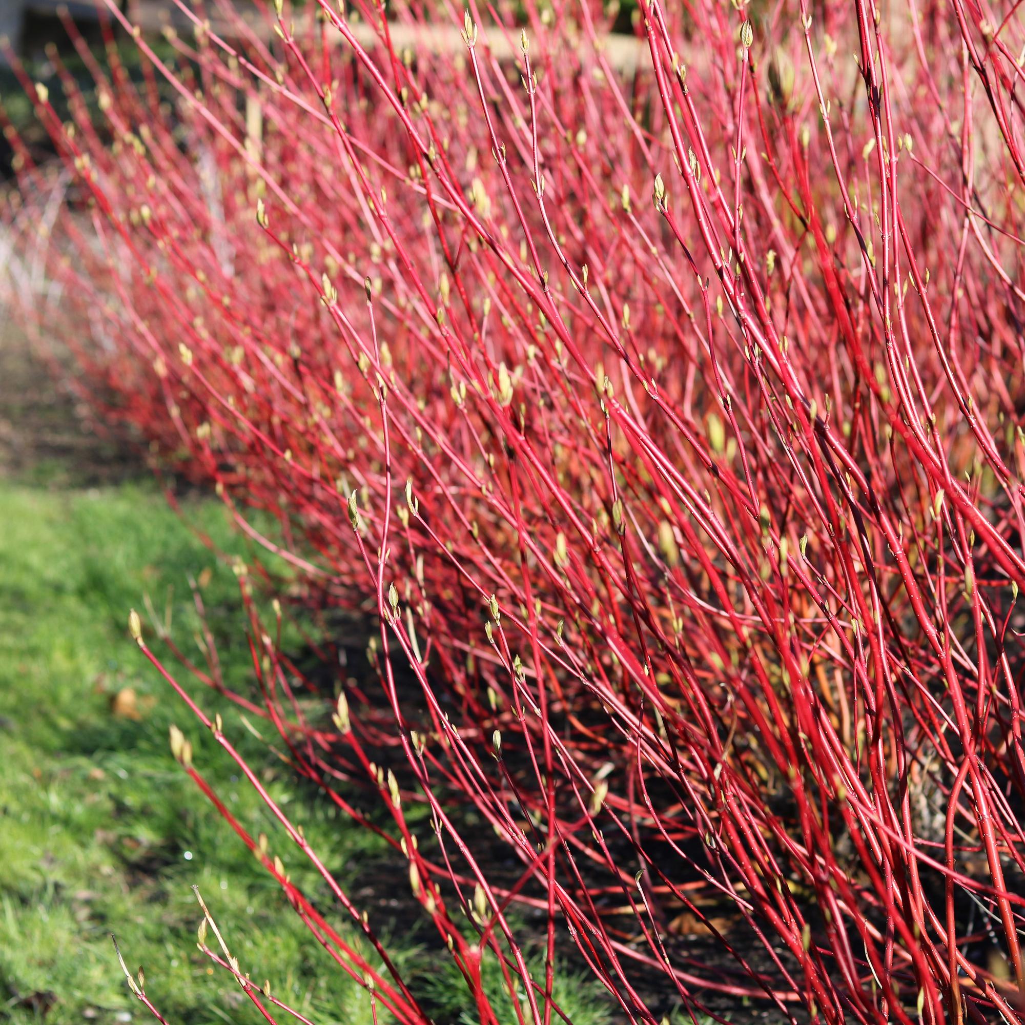 green-guardia-cornus-sibirica-zierstrauch-17-cm-topf-rote-zweige image 4
