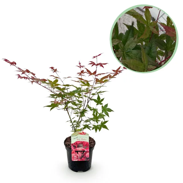 green-guardia-unsere-pflanzen-acer-beni-maiko-ahorn-70cm-rot image 1