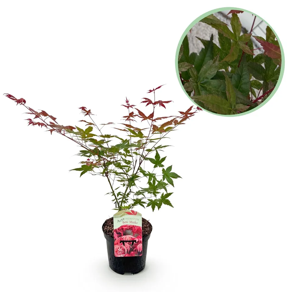 green-guardia-unsere-pflanzen-acer-beni-maiko-ahorn-70cm-rot image 1