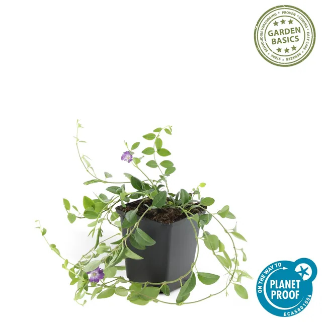 green-guardia-vinca-minor-atropurpurea-bodendecker-6x-winterhart image 1