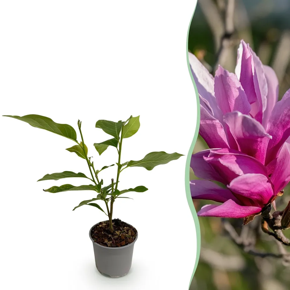 green-guardia-nigra-magnolie-zierstrauch-1-pflanze-lila image 1
