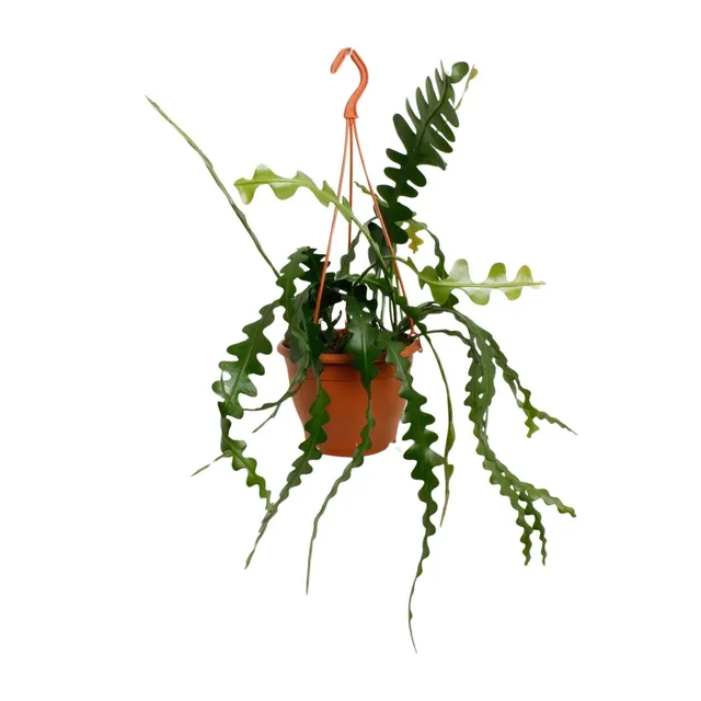 green-guardia-epiphyllum-anguliger-zickzackkaktus-14cm-35cm image 1