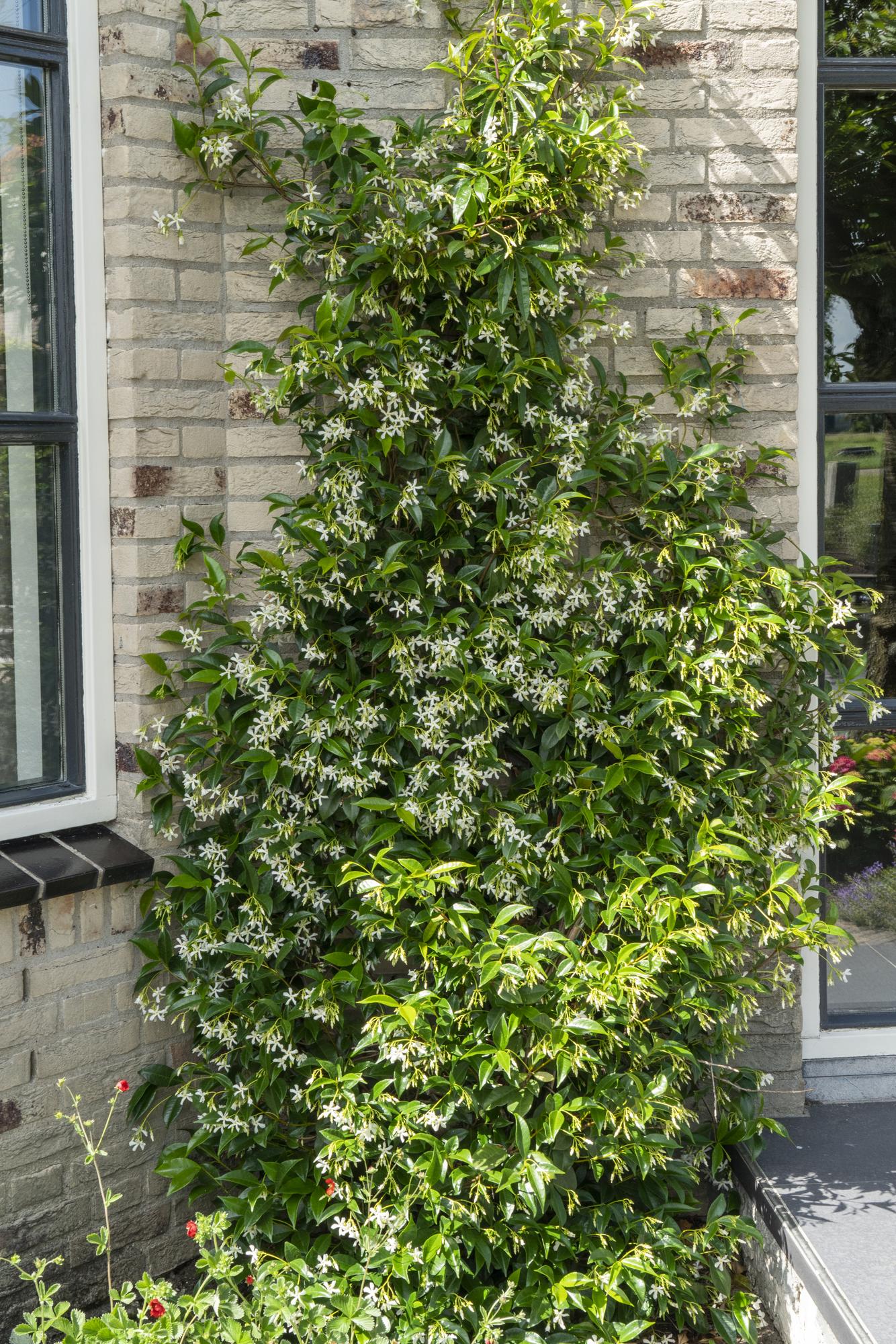 green-guardia-unsere-pflanzen-trachelospermum-star-of-venice-65-cm image 2