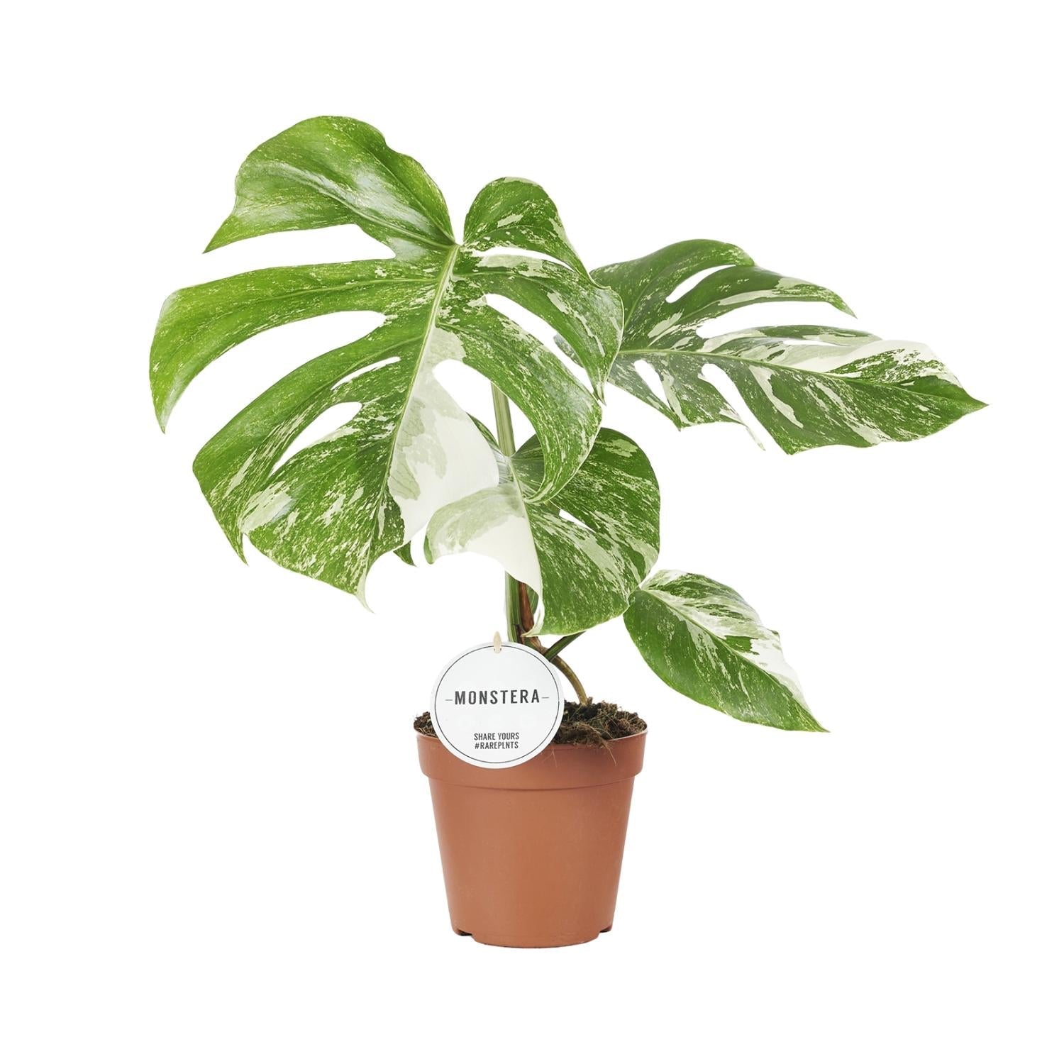 green-guardia-monstera-deliciosa-variegata-15cm-topf image 1