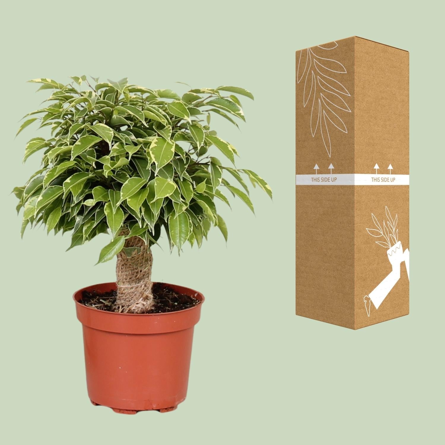green-guardia-ficus-benjamina-kinky-12cm-topf-28cm-birkenfeige image 3