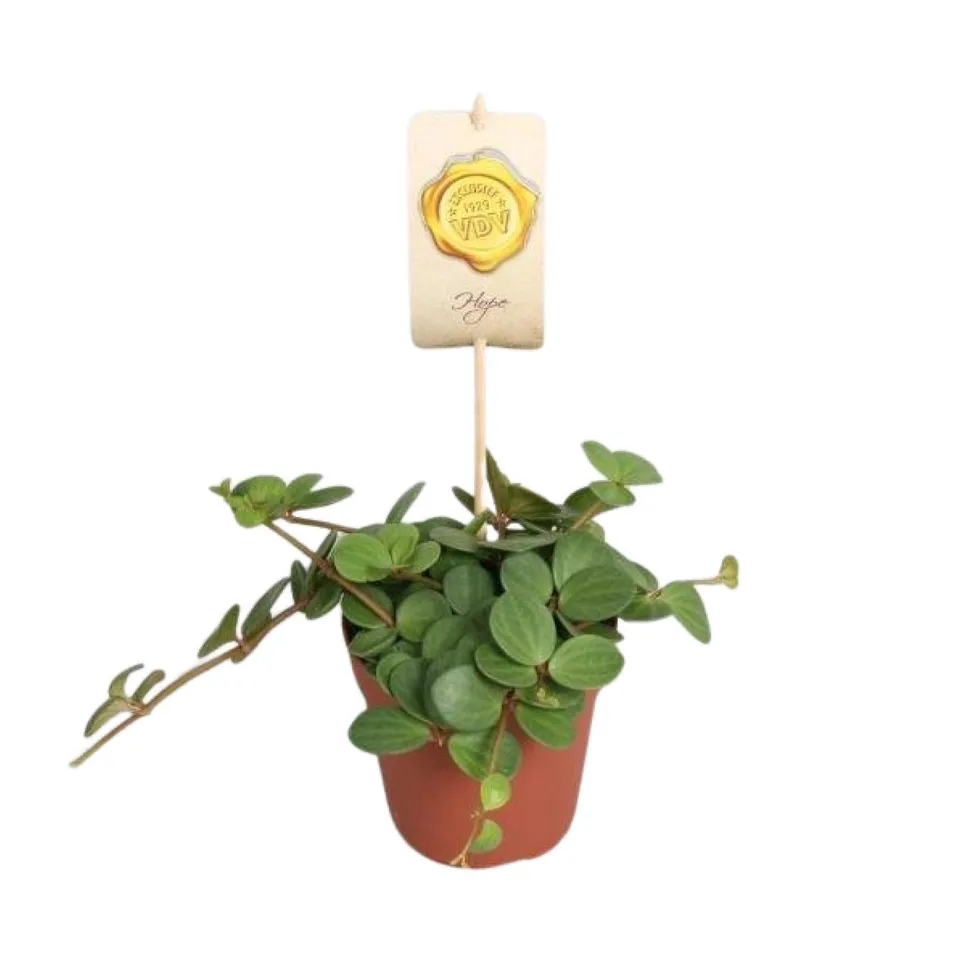 green-guardia-peperomia-hope-peperomie-12-cm-topf image 1