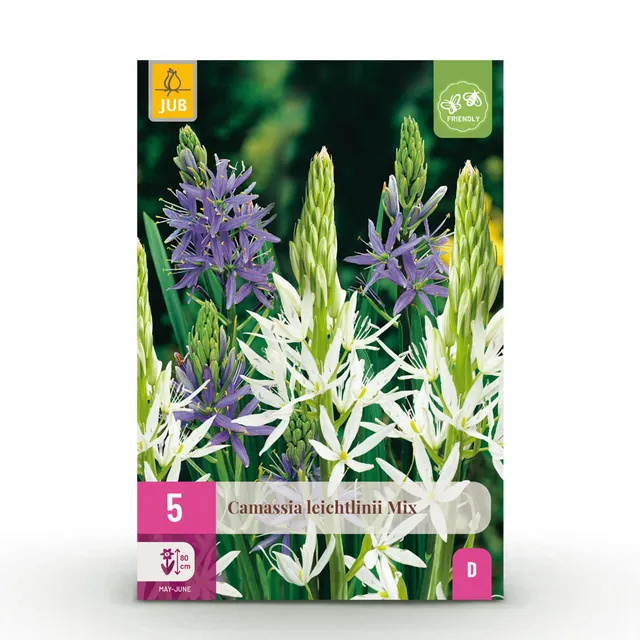 green-guardia-unsere-pflanzen-camassia-leichtlinii-blumenzwiebeln-5st image 1