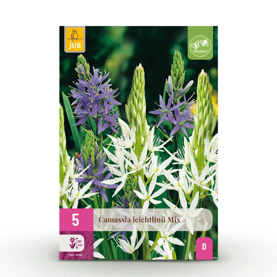 green-guardia-unsere-pflanzen-camassia-leichtlinii-blumenzwiebeln-5st image 1