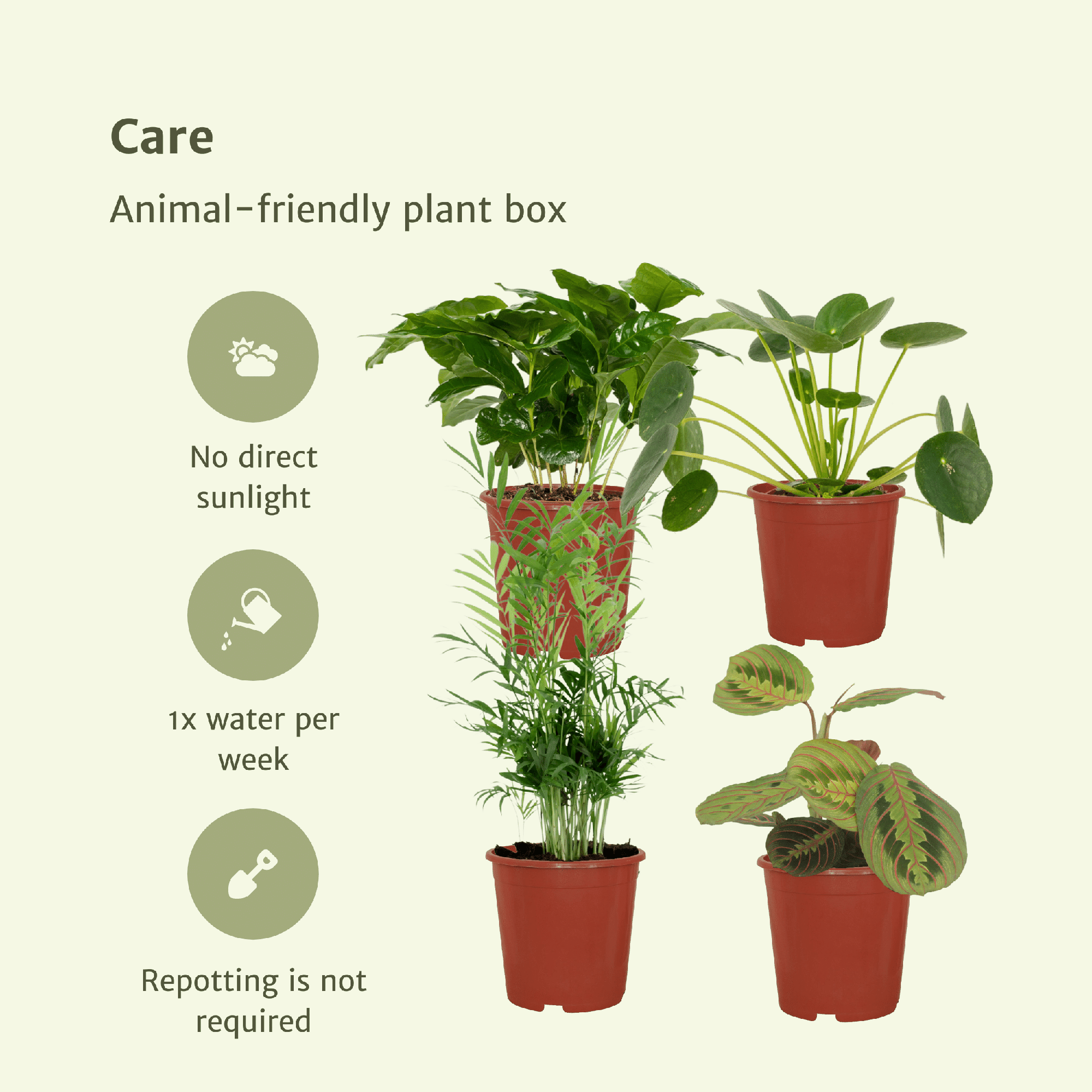 green-guardia-unsere-pflanzen-tierfreundliche-box-4-pflanzen-12-cm image 3